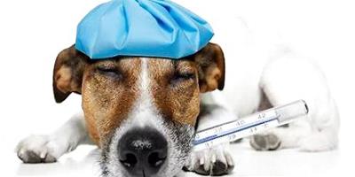 怎麼判斷狗狗發燒？如何應急處理？