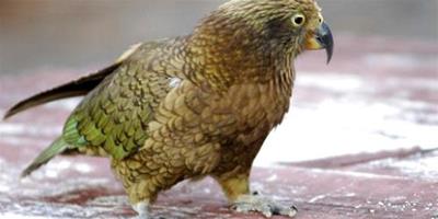 紐西蘭啄羊鸚鵡怎麼養？啄羊鸚鵡介紹