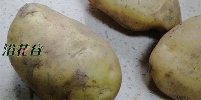 發青的土豆能吃嗎 洋蔥和大蒜發芽能吃嗎