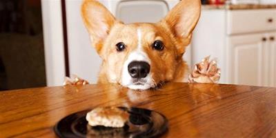 狗狗亂撿東西吃怎么辦？