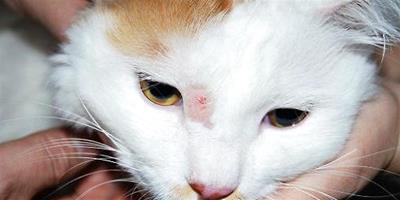 貓的皮膚病有哪些？貓皮膚病怎么治療？