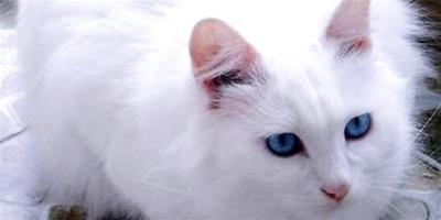 為什么不能買藍眼白貓？藍眼白貓是不是聾子？