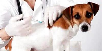 幼犬疫苗怎么打？幼犬疫苗打幾針
