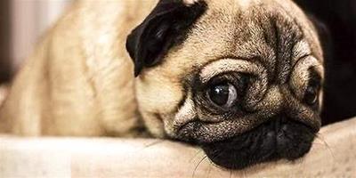 狗狗咳嗽怎么辦？狗狗咳嗽的原因有哪些？