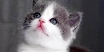 英短藍白貓怎么養？英短藍白貓飼養