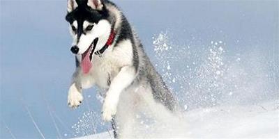 阿拉斯加雪橇犬哈士奇有什么區別？阿拉斯加雪橇犬哈士奇區別