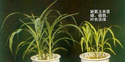植物缺氮的癥狀圖片