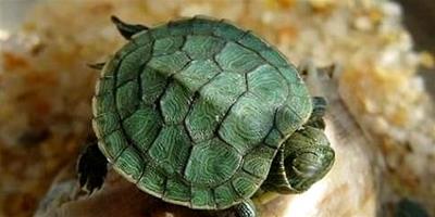 巴西龜能長多大？巴西龜吃什么？