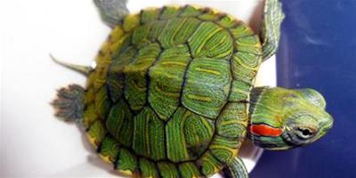 巴西龜可以干養嗎？巴西龜可以干養多久？