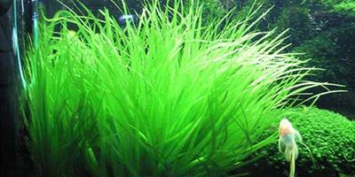 日本簀藻怎么養