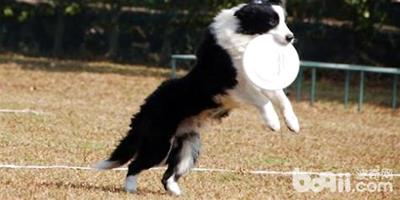怎么訓練狗狗接飛盤？訓練狗狗接飛盤