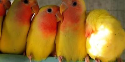 黃桃臉牡丹鸚鵡怎么養？黃桃臉牡丹鸚鵡養殖