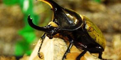 甲蟲吃什么？甲蟲吃的食物
