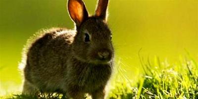 寵物兔子壽命多少年？寵物兔子壽命