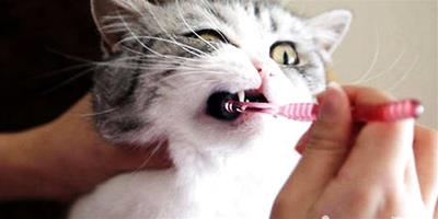 貓咪需要刷牙嗎？貓多大開始刷牙
