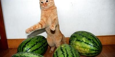 貓可以吃西瓜嗎？貓吃西瓜