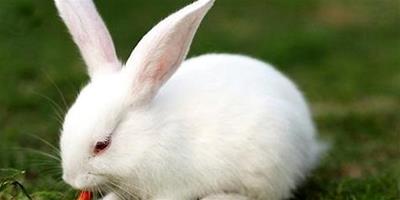寵物兔能活多久？寵物兔壽命
