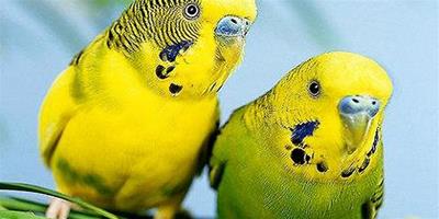 虎皮鸚鵡會說話嗎？怎么教鸚鵡學舌？
