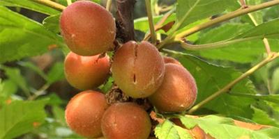 榆葉梅果實幾月份成熟,可以吃嗎？