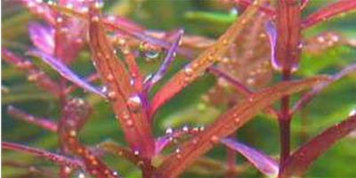 尖葉紅蝴蝶水草種植資料