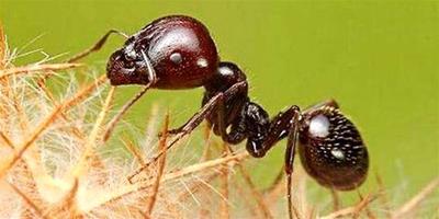 爆炸螞蟻真的存在嗎？爆炸螞蟻的爆炸過程