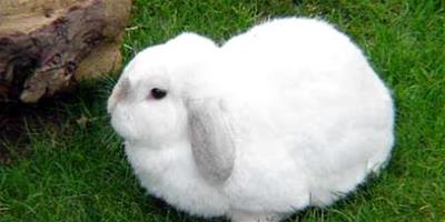 兔子有什么習性？小白兔的生活習性