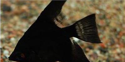 黑燕魚怎么養？黑燕魚養殖