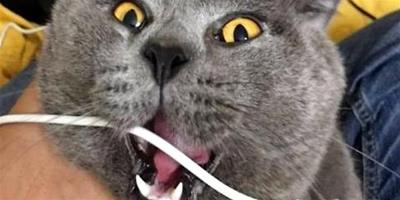 貓咪嘔吐是什么原因導致的？