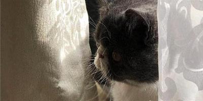 加菲貓的鼻子干燥是不是生病了？