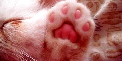 貓爪和狗爪印有區別嗎？怎么區分？