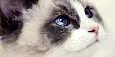 貓咪可能得了貓鼻支如何有效治療？