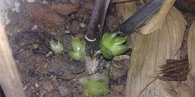 百合根下面冒出的小芽是什么