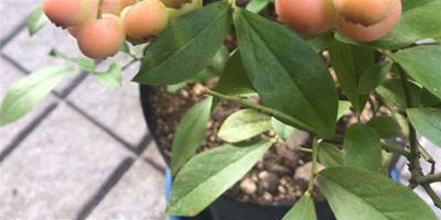 陽臺種植藍莓需要注意什么