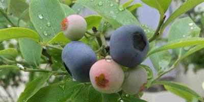藍莓的夏季和冬季修剪