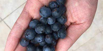 薄霧藍莓需要授粉嗎