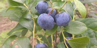 種藍莓為什么放硫磺粉,加多少硫磺粉