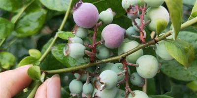 南高叢和北高叢的區別|附矮叢藍莓和半高叢藍莓