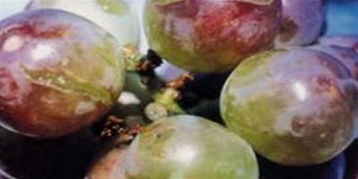 葡萄裂果是什么原因,怎么預防