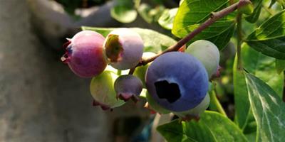 藍莓儲冷量不足的表現|開花不結果