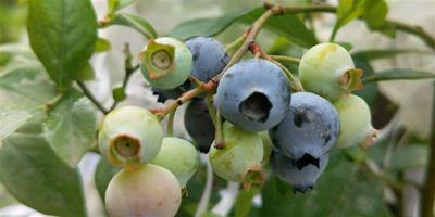藍莓什么時候種植最好