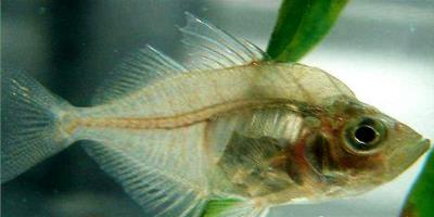 玻璃拉拉魚該怎么飼養？