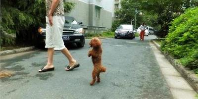 怎么能訓練貴賓犬站立行走？