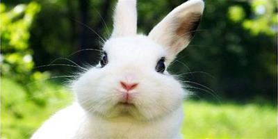 家里養的兔子眼睛周圍掉毛是什么原因？