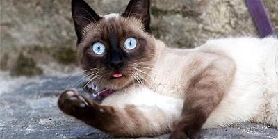 暹羅貓的眼屎很多是什么原因導致的？
