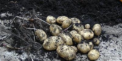 盆栽土豆什么時候收獲,附種植時間和方法