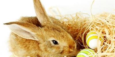懷孕期間是可以養兔子的嗎？有什么危害嗎？