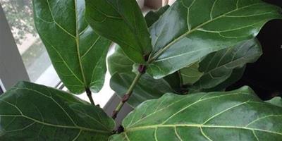 琴葉榕能凈化空氣嗎,有毒嗎