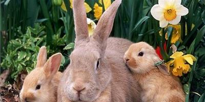兔子的耳朵除了聽聲音還有什么功能？