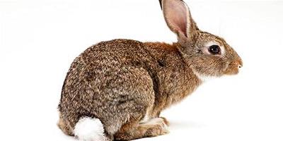 兔子的尾巴有多長，你知道嗎？