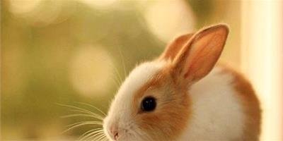 兔子的鼻子為什么會頻繁抽動？